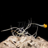 Tillandsia crocata 'Buttercup'