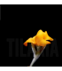 Tillandsia Buttercup