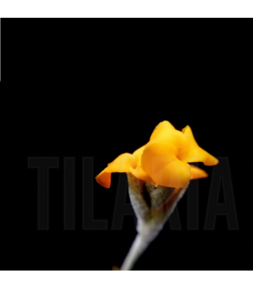 Tillandsia Buttercup