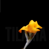 Tillandsia crocata 'Buttercup'