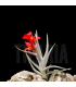 Tillandsia albertiana x edithae