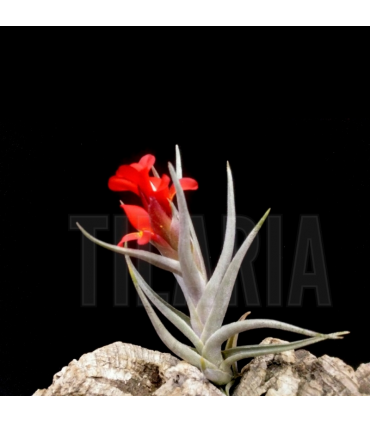 Tillandsia albertiana x edithae