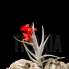 Tillandsia albertiana x edithae
