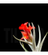 Tillandsia albertiana x edithae