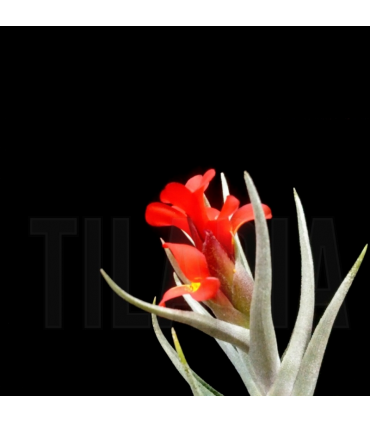Tillandsia albertiana x edithae