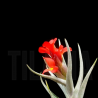Tillandsia albertiana x edithae