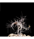 Tillandsia bandensis x usneoides