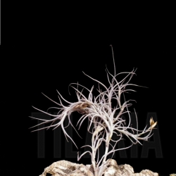 Tillandsia bandensis x usneoides