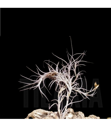 Tillandsia bandensis x usneoides