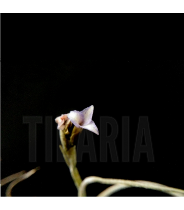 Tillandsia bandensis x usneoides