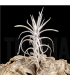 Tillandsia balsasensis