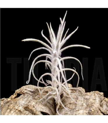 Tillandsia balsasensis