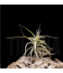 Tillandsia bergeri caulescent