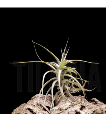 Tillandsia bergeri caulescent