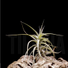 Tillandsia bergeri caulescent