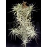 Tillandsia bergeri caulescent